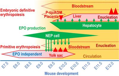 The Neural Crest as the First Production Site of the Erythroid Growth Factor Erythropoietin